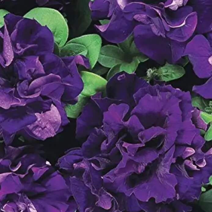 Blue Double petunia plant