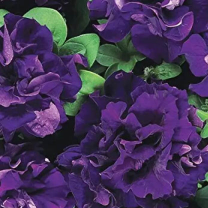 Blue Double petunia plant