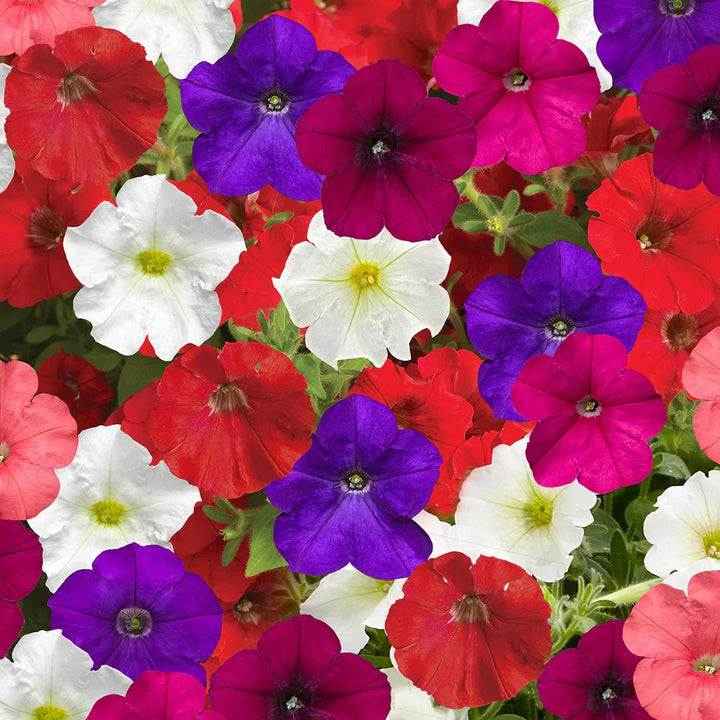 Petunia flower seeds