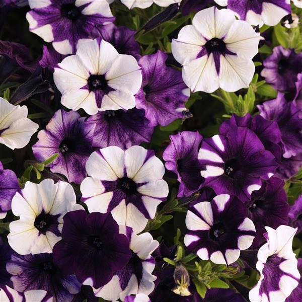 Shock Wave flower seeds