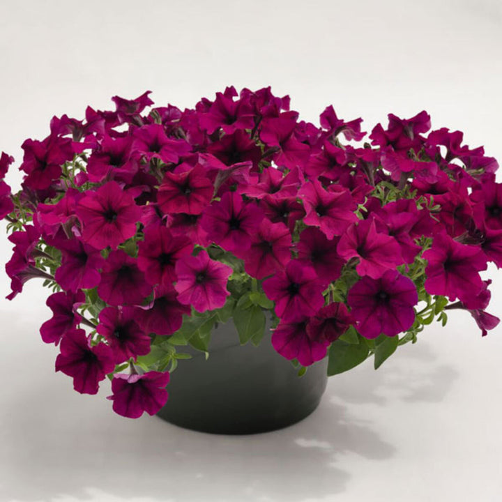 Burgundy Petunia flower seeds