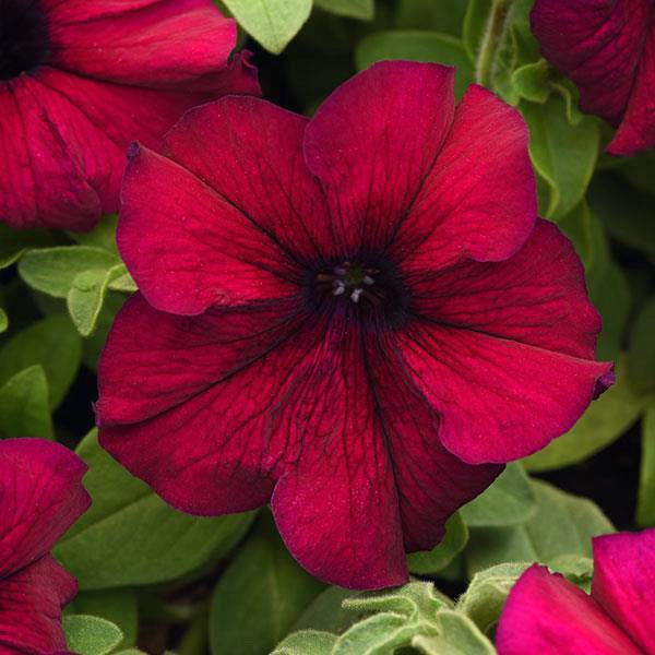 Dotted Burgundy flower seeds