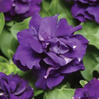 Blue Double petunia plant