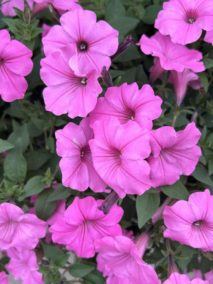 petunia seeds