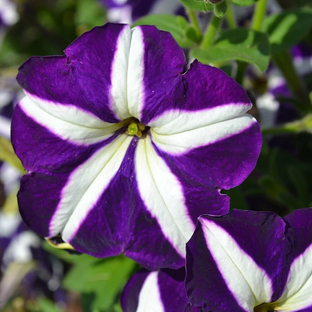 and White Petunia plant