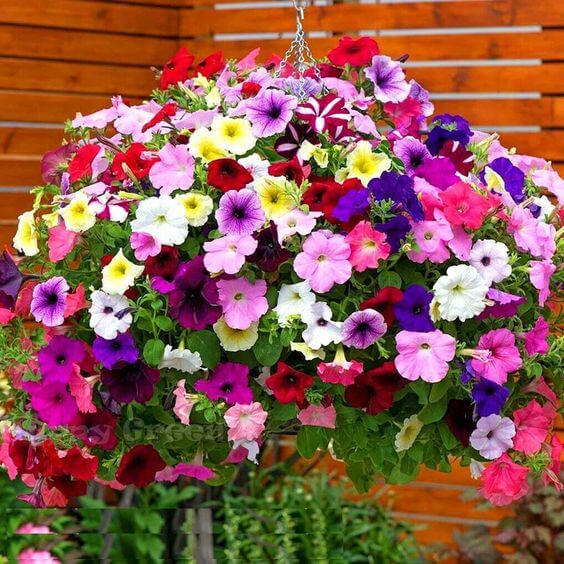 Multicolour Hanging flower seeds