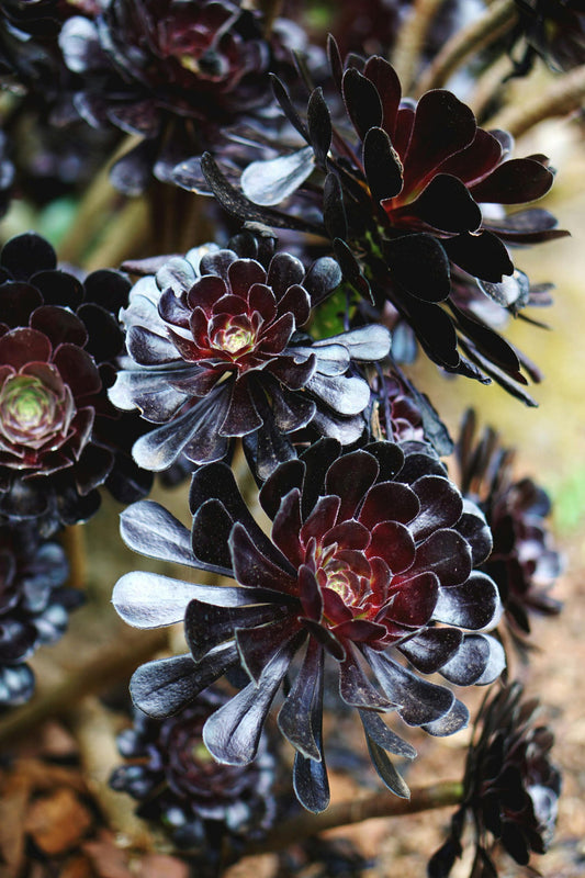 Black Succulent flower seeds