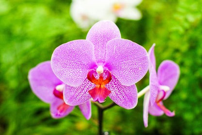 Orchid flower seeds