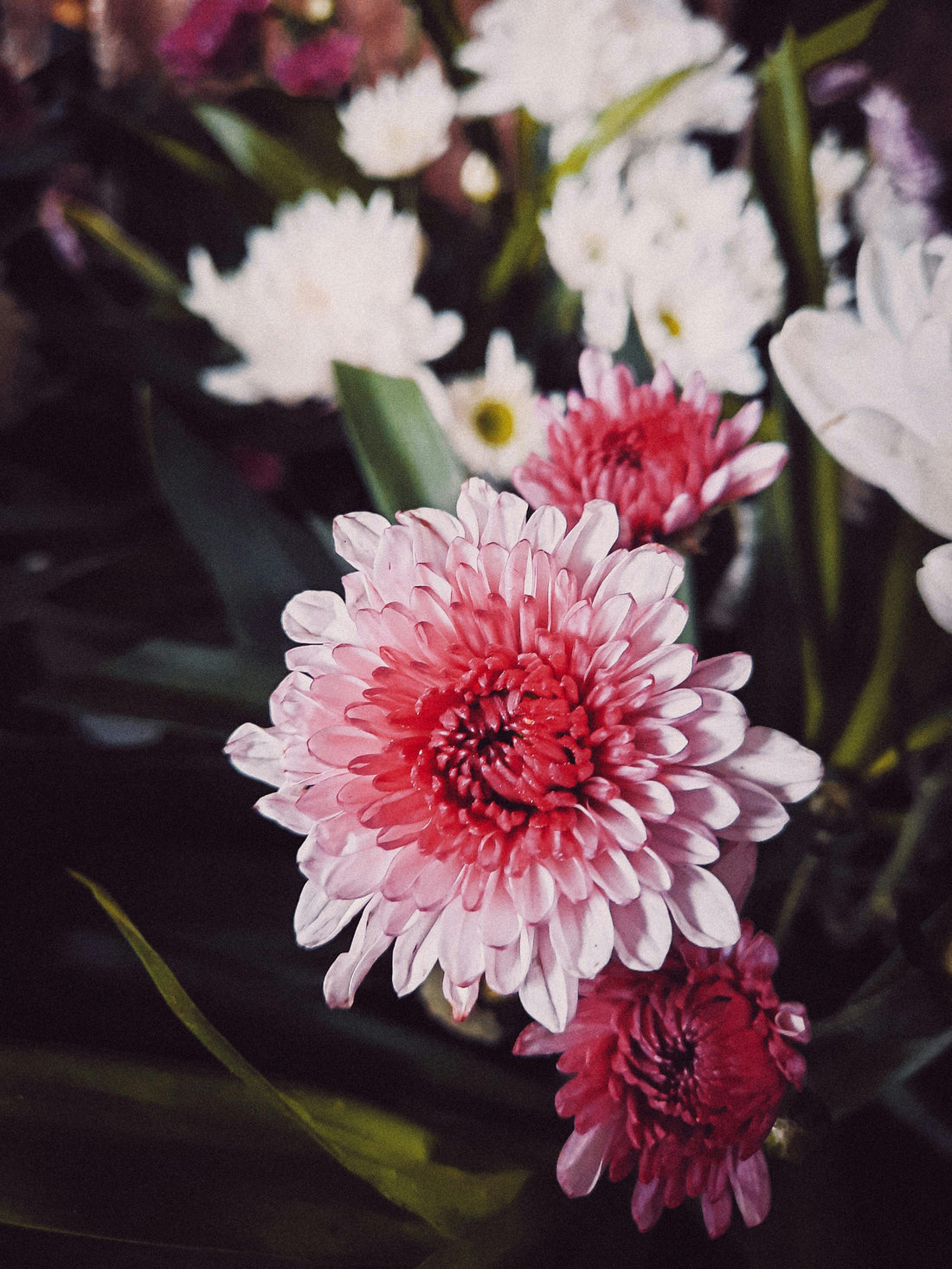 White Pink flower seeds