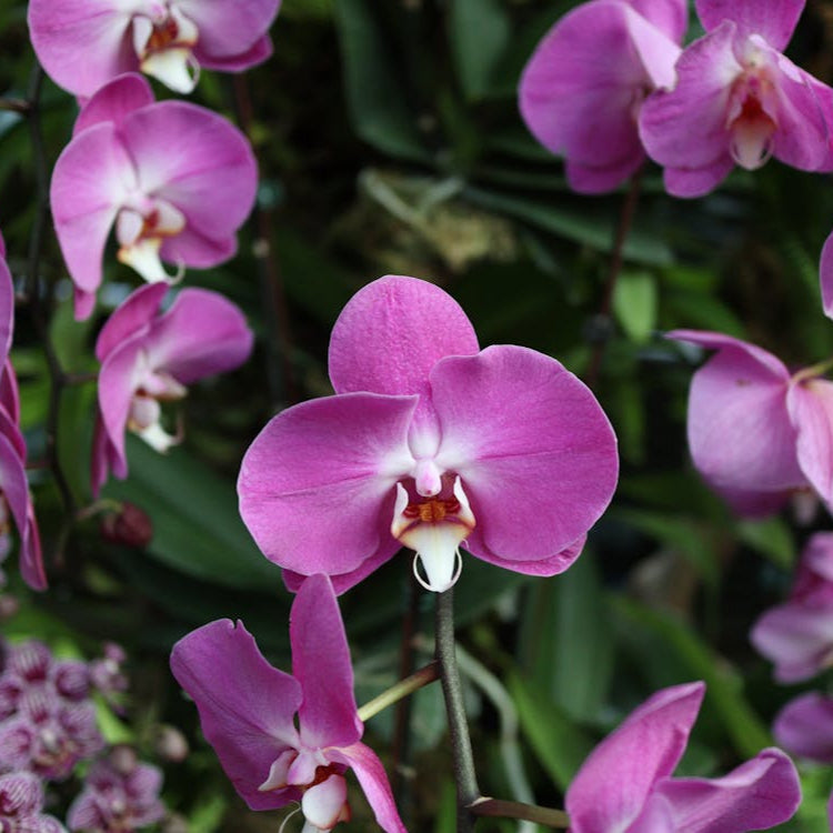 Butterfly Orchid flower seeds