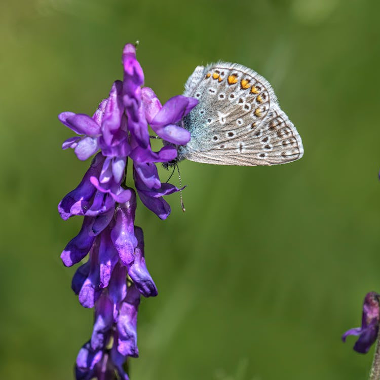 Blue Vetch flower seeds