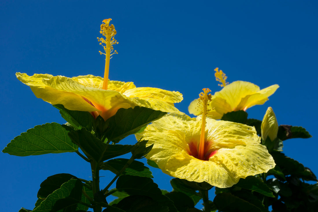 Yellow Blue flower seeds