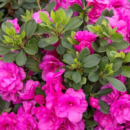 Pink Green flower seeds