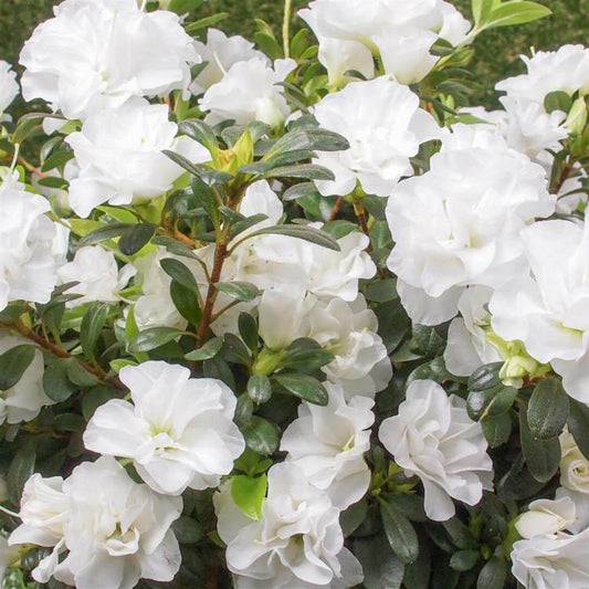 White Azalea flower seeds