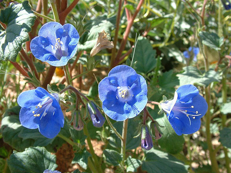 Phacelia Campanularia Blue Flowers with Green Foliage