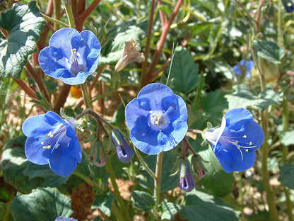 Phacelia Campanularia Blue Flowers with Green Foliage