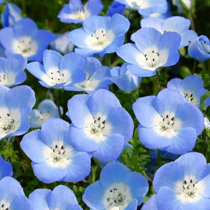 Phacelia Campanularia Blue Flowers with Green Foliage