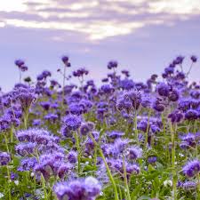Lacy Phacelia Flowers Attracting Bees