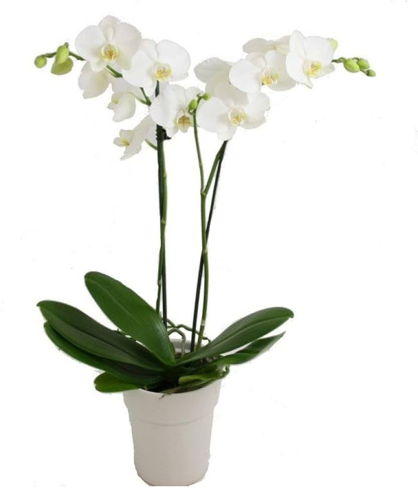 Black White flower seeds