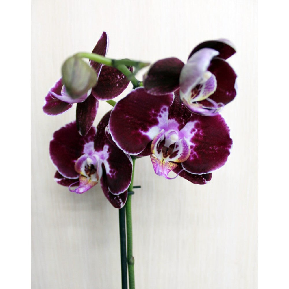 Marron Phalaenopsis flower seeds