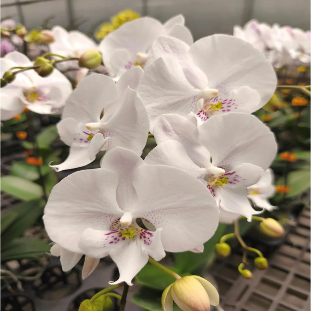 White Purple Phalaenopsis Orchid Flower Seeds for Planting