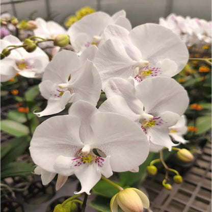 White Purple Phalaenopsis Orchid Flower Seeds for Planting