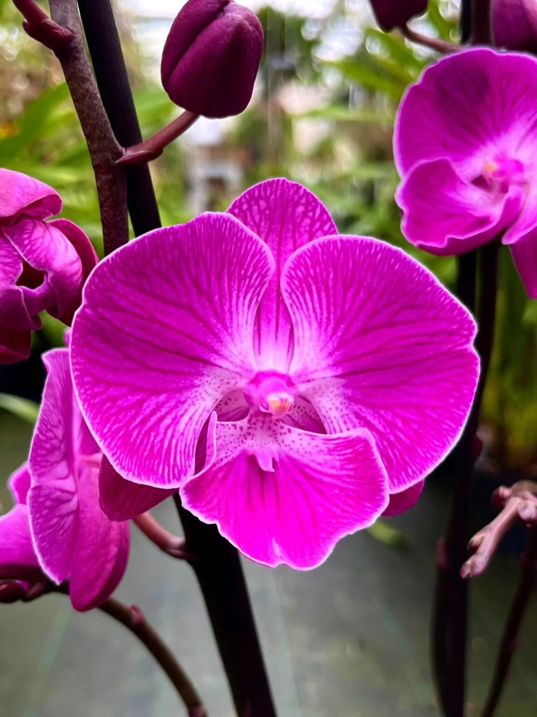 Violet Orchid flower seeds