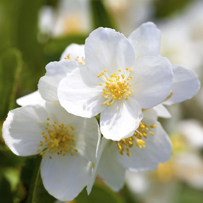 Philadelphus Coronarius flower seeds
