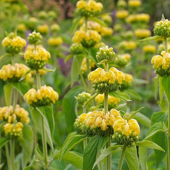 Jerusalem Sage flower seeds