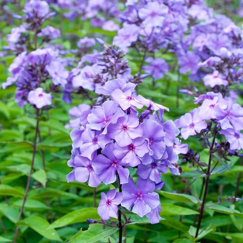 Phlox plant