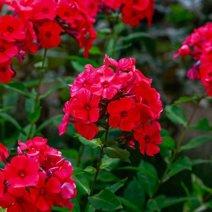 Red Phlox plant