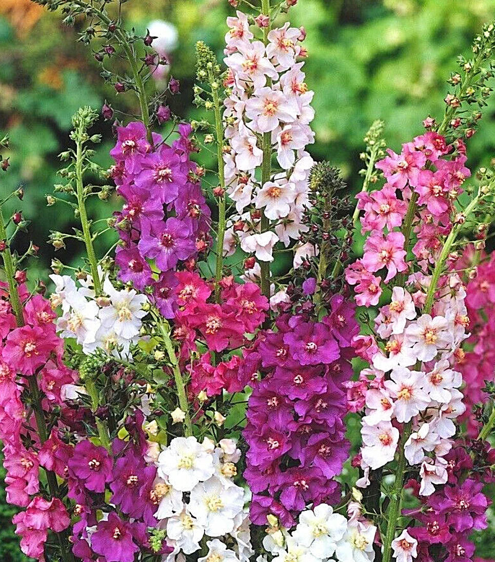 Phoeniceum flower seeds