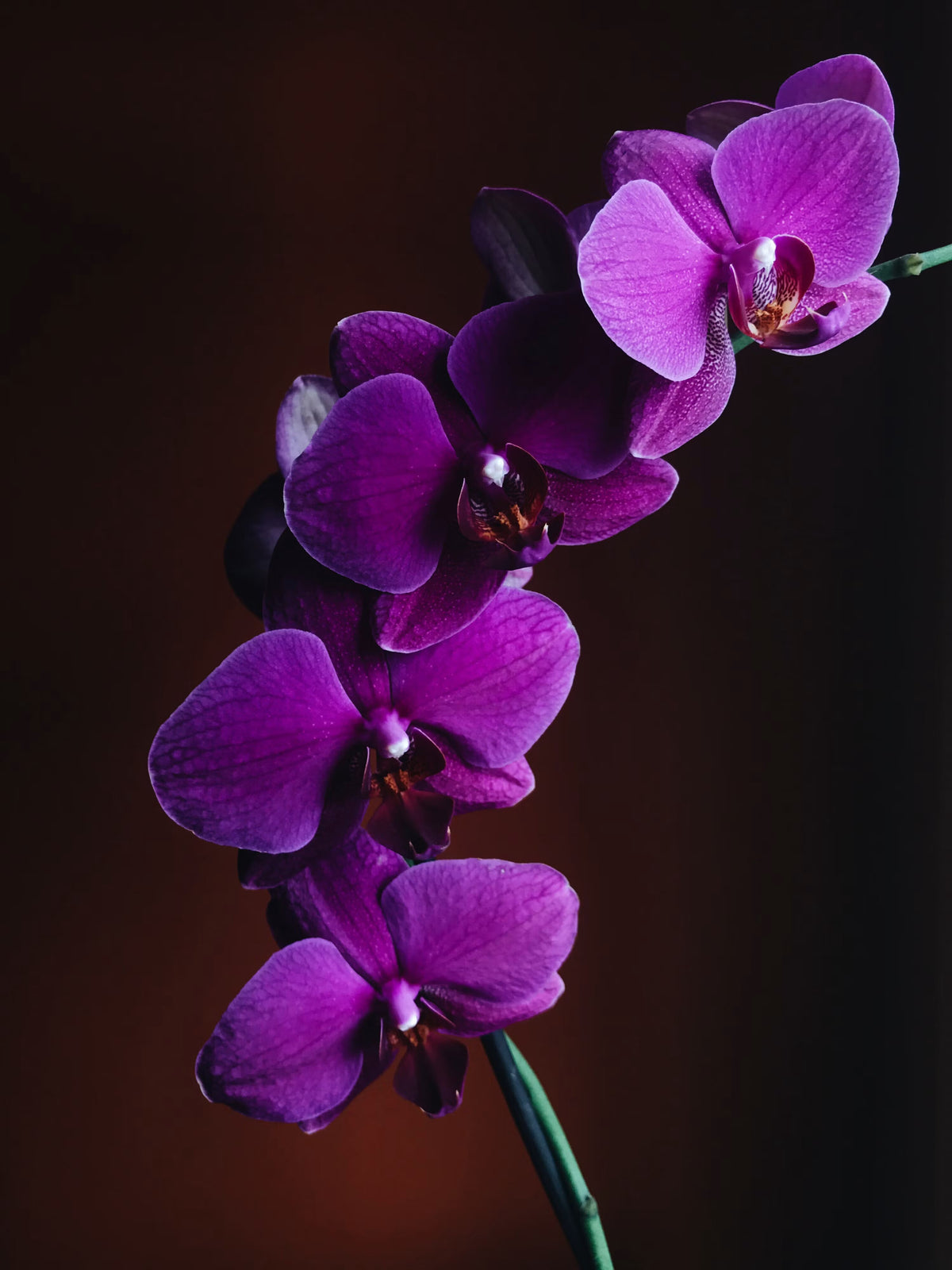 Purple Butterfly Orchid Flower Seeds for Planting – Heirloom Non-GMO Garden Seeds