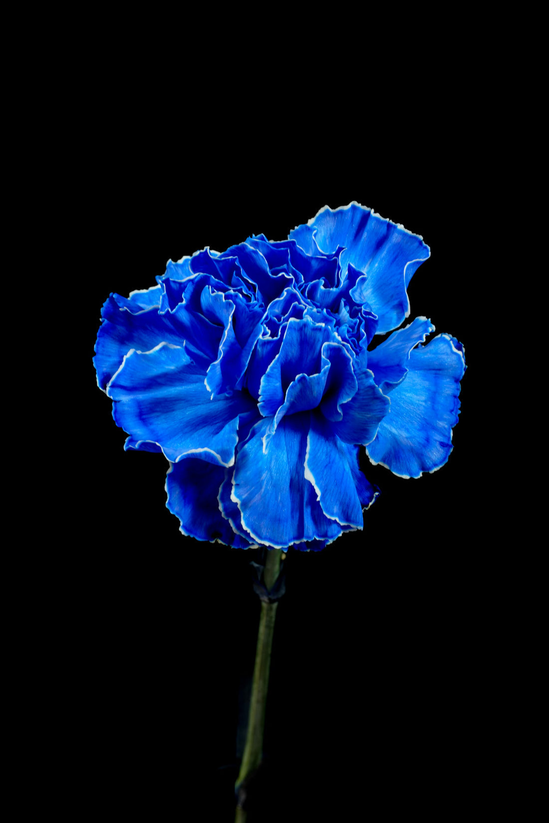 Dark Blue flower seeds
