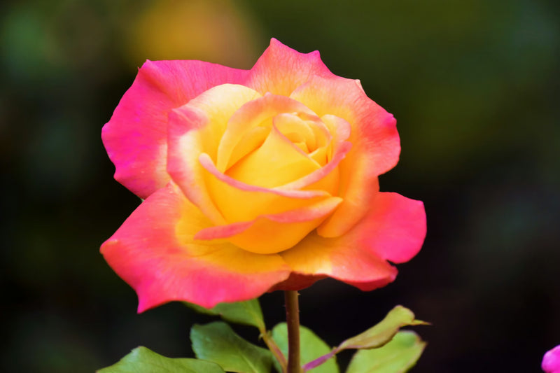Pink and Yellow Rose Flower Seeds for Planting – Heirloom Rose Seeds
