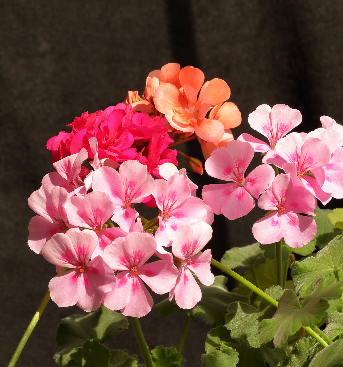 Pink White flower seeds