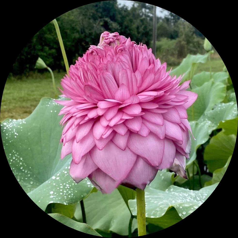 Double Petal Lotus plant