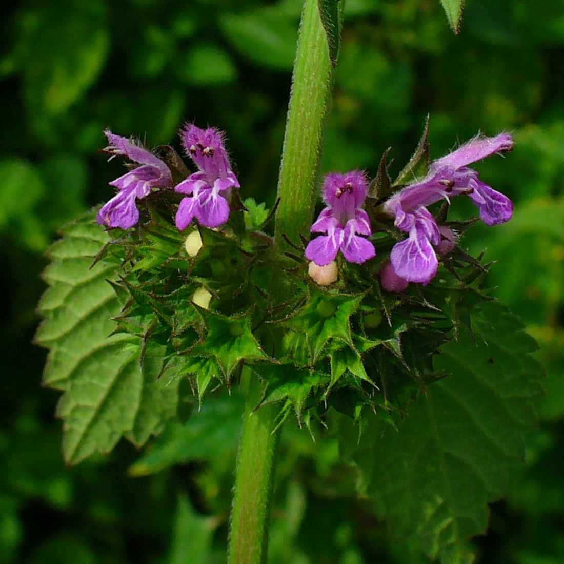 Ballota Nigra flower seeds
