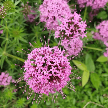 Pink Crosswort Flower Seeds for Planting – Heirloom Non-GMO Garden Seeds