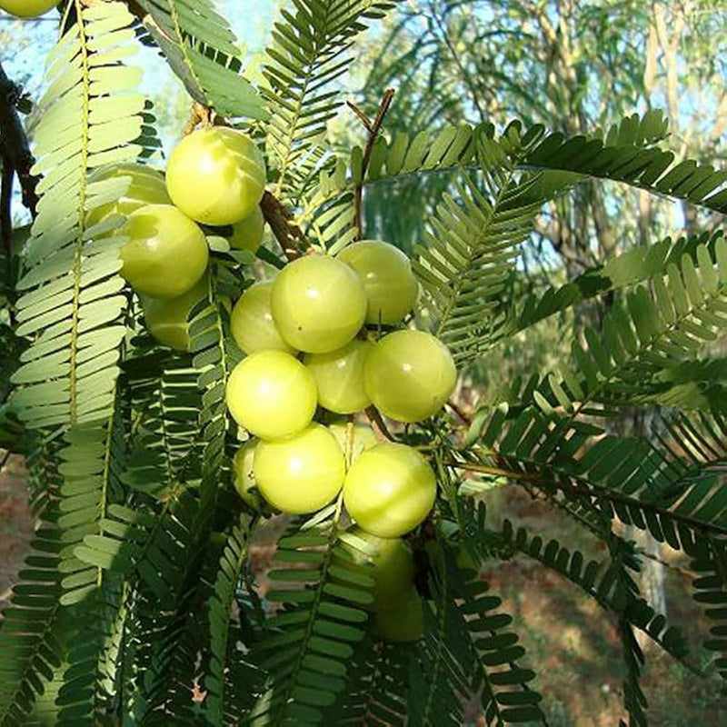 Ceylon Gooseberry Phyllanthus emblica Fruit Seeds for Planting – Heirloom Non-GMO Amla Seeds