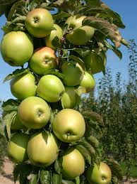 Pillar apple seeds for planting and growing an ornamental apple tree in a home garden.