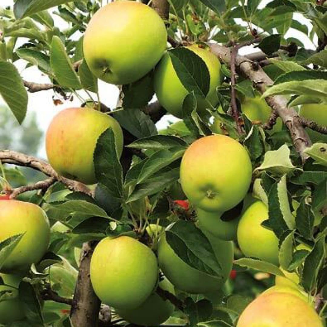 Pillar apple seeds for planting and growing an ornamental apple tree in a home garden.