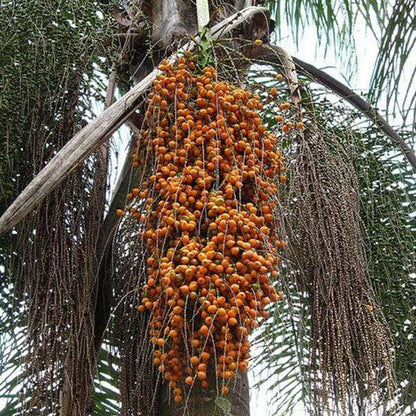 coco palm seeds