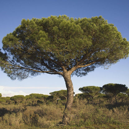 Italian Stone Pine Pinus pinea Tree Seeds for Planting – Heirloom Non-GMO Garden Seeds