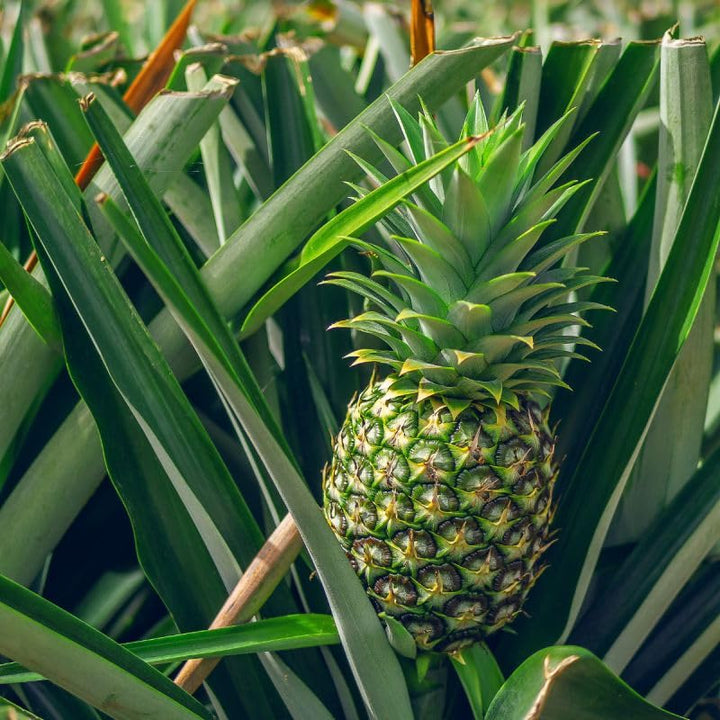 pineapple seeds