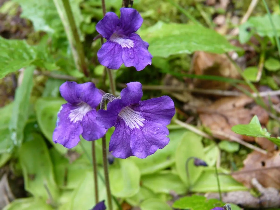 Pinguicula Grandiflora flower seeds