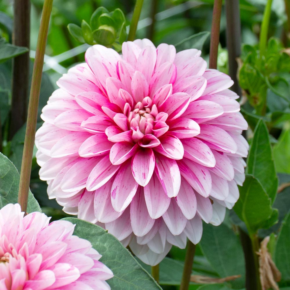 Pink White flower seeds