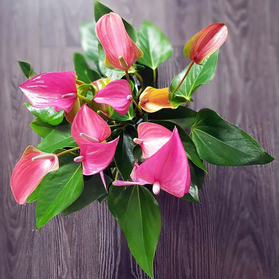 Pink Anthurium flower seeds
