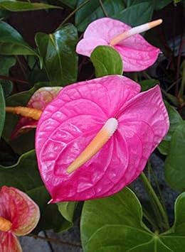 Pink Anthurium flower seeds