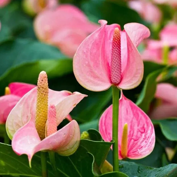 Pink Anthurium flower seeds